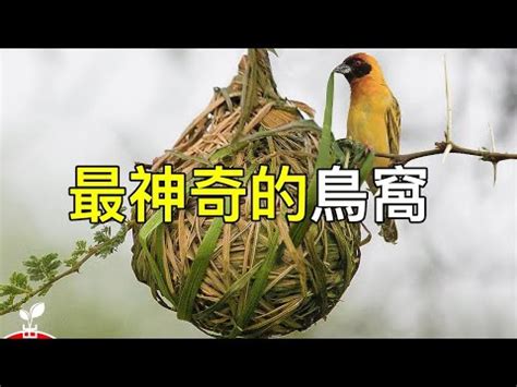 家中有鳥築巢 風水|鳥巢風水：2024趨吉避兇